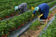 raccolta delle fragole raccolta delle fragole