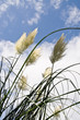 Pampa feathers