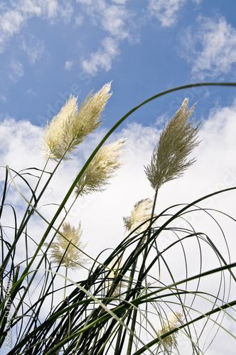 Photo: Pampa feathers Pampa feathers