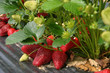 fragole prima della raccolta fragole prima della raccolta
