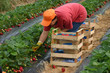 raccolta delle fragole raccolta delle fragole