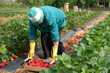 raccolta delle fragole raccolta delle fragole