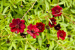 Red flowers