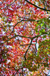 Autumn colors