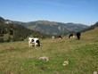 Alpweide mit Kühen