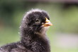 black chicken