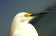 Photo: Closeup of egret Closeup of egret