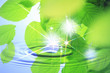 新緑と波紋