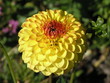 Blüte