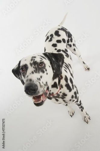 Photo: dalmatian dog dalmatian dog