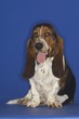 Basset Hound