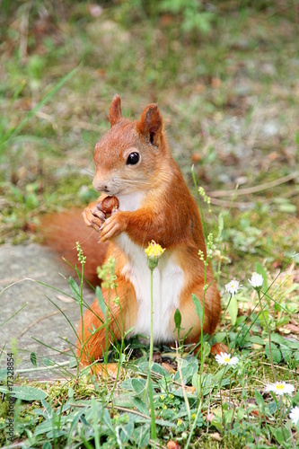 Photo: Eichhörnchen Eichhörnchen