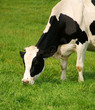 Vache laitière qui savoure le vert pâturage