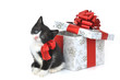 small cute kitten with gift box as birthday present small cute kitten with gift box as birthday present