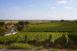 Foto: Weinreben Weinreben