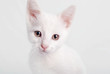 White kitten