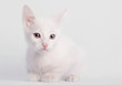 White kitten sitting