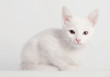 White kitten sitting