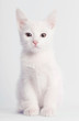 White kitten sitting