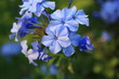 fiori azzurri