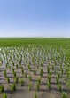 Arrozales de la Albufera de Valencia