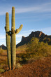 Saguaro Cactus at Pichacho State Park, AZ