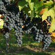 Vigne et raisin noir