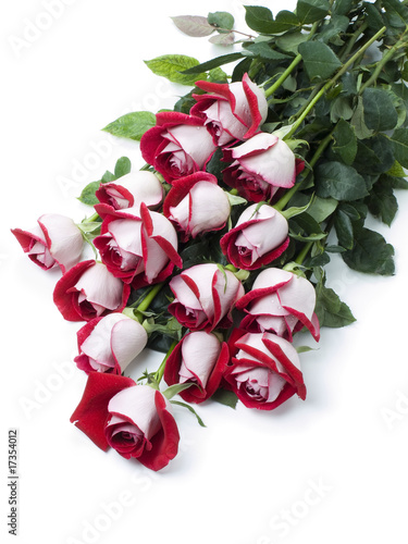 red and white roses background. Fifteen red-white roses on a white background