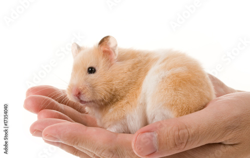 Teddy Bear Hamster Teddy Bear Hamster