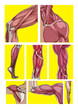 Photo en ligne au meilleur prix Divers muscles