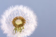 Dandelion Seeds