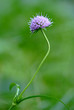 devil's-bit flower (Succisa pratensis)