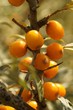 Sanddornbeeren