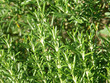 du thym en milieu naturel
