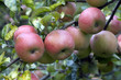 Apfel; Malus domestica