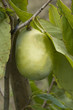 Dreilappige Papau; prima; Indiana Banane