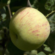Hibernal-Apfel