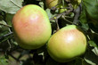 Himbeer-Apfel von Holovous