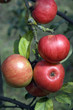 Maunzenapfel