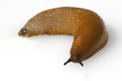 Rote Wegschnecke