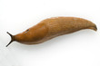 Rote Wegschnecke