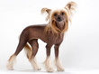 Chinese Crested Dog female