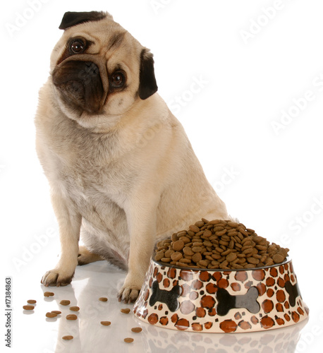 Photo: pug sitting beside a full bowl of dog food pug sitting beside a full bowl of dog food