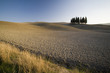 cipressi in toscana