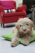 lagotto in casa