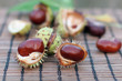 Conker