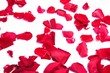 rose petals rose petals