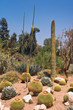 Foto: Arizona Desert Arizona Desert