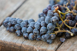 Wine Grapes - Fine Art prints