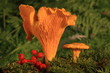 Cantharellus cibarius 2
